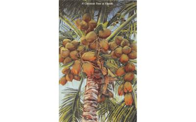 A Cocoanut Tree in Florida, USA Postcard
