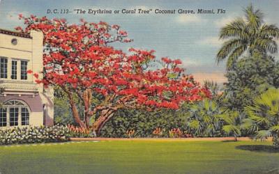 The Everything or Coral Tree Coconut Grove Miami, Florida Postcard