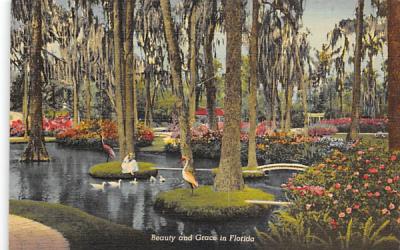 Beauty and Grace in Florida, USA Postcard