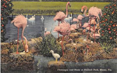 Flamingos and Nests at Hialeah Par Miami, Florida Postcard