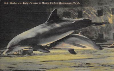 Mother and Baby Porpoise at Marine Studios Marineland, Florida Postcard