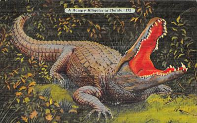 A Hungry Alligator in Florida Postcard