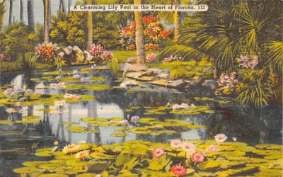 A Charming Lily Pool in the Heart of Florida, USA Postcard