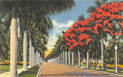 Royal Poinciana Tree Amidst Majestic Royal Palms Misc, Florida Postcard