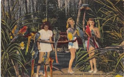 Interested Macaws, Parrot Jungle Miami, Florida Postcard