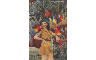 Macawd in Parrot Jungle Miami, Florida Postcard