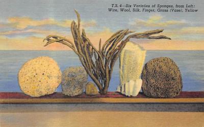 Six Varieties of Sponges  Misc, Florida Postcard