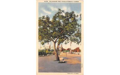 The Sausage Tree (Kigelia Pinnata) FL, USA Misc, Florida Postcard