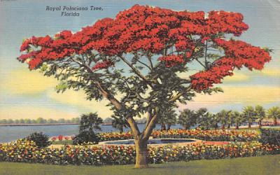 Royal Poinciana Tree Misc, Florida Postcard