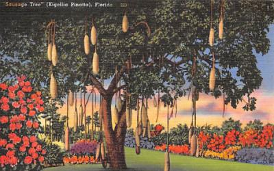 Sausage Tree (Kigellia Pinatta) Misc, Florida Postcard