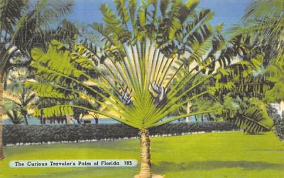 The Curious Traveler's Palm of Florida, USA Postcard