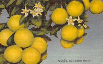 Grapefruit and Blossoms, FL, USA Misc, Florida Postcard