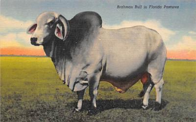 Brahman Bull in Florida Pastures, USA Postcard
