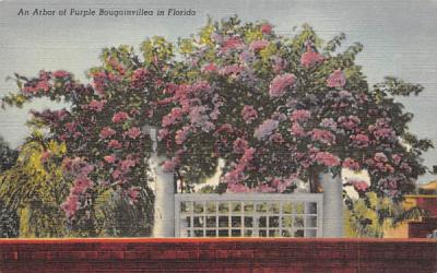 An Arbor of Purple Bougainvillea in FL, USA Misc, Florida Postcard