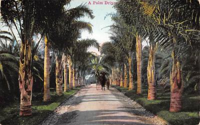 A Palm Drive Misc, Florida Postcard
