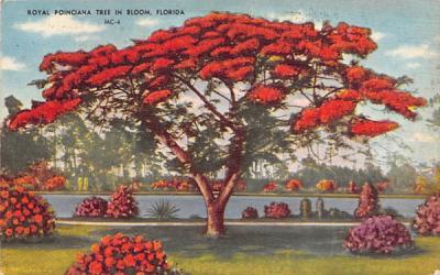 Royal Poinciana Tree in Bloom, FL, USA Misc, Florida Postcard