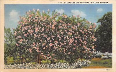 Oleanders and Pentunias in Bloom, FL, USA Misc, Florida Postcard