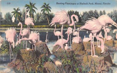 Nesting Falmingos at Hialeah Park Miami, Florida Postcard