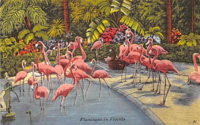 Flamingos in Flordia, USA Miami, Florida Postcard