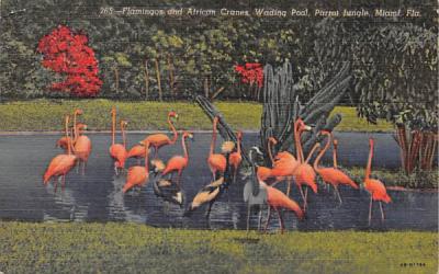 Flamingos, African Cranes, Wading Pool, Parrot Jungle Miami, Florida Postcard