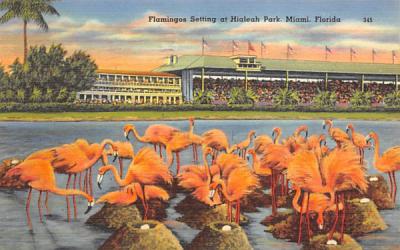 Flamingos Setting at Hialeah Park Miami, Florida Postcard