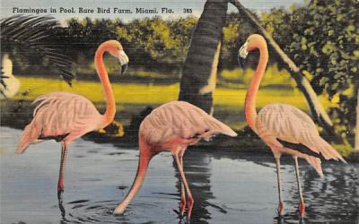Flamingos in Pool, Rare Bird Farm Miami, Florida Postcard