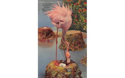 A Flamingo Nesting at Hialeah Race Course Miami, Florida Postcard