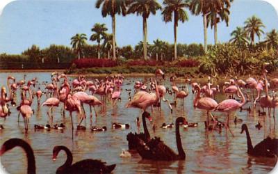 Flamingos, Swans Infield Lake, Hialeah Race Course Miami, Florida Postcard