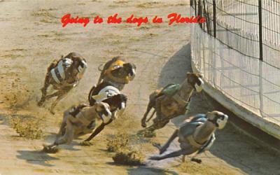 Going to the Dogs in Florida, USA Postcard
