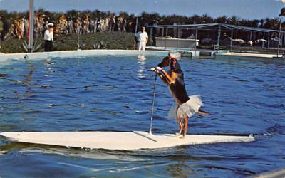 Trained Dog Rides, Surfboard, Porpoise, Marine Studios Marineland, Florida Postcard