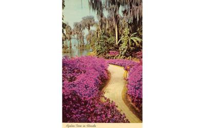 Azalea-Time in Florida, USA Postcard