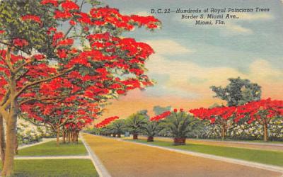 Royal Poinciana Trees Border S. Miami Ave. Florida Postcard