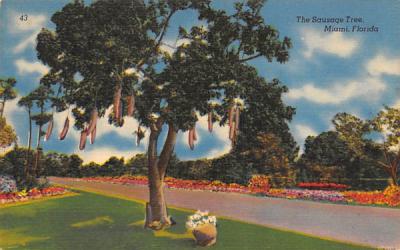 The Sausage Tree Miami, Florida Postcard