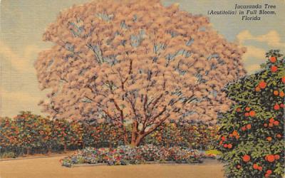 Jacaranda Tree (Acutifolia) in Full Bloom Misc, Florida Postcard