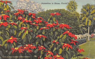 Poinsettias in Bloom Misc, Florida Postcard