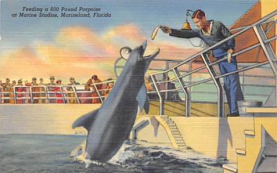 Feeding a 600 Pound Porpoise at Marine Studios Marineland, Florida Postcard