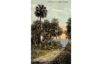 Palms are ever Present, FL, USA Misc, Florida Postcard