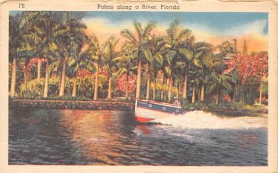 Palms along a River Misc, Florida Postcard