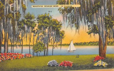 Beautiful Spanish Moss Misc, Florida Postcard