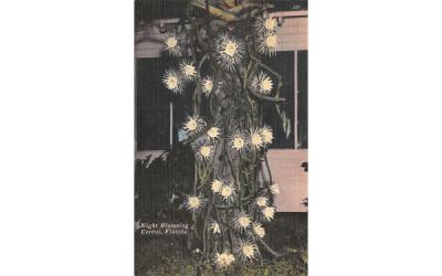 Night Blooming Cereus, FL, USA Misc, Florida Postcard