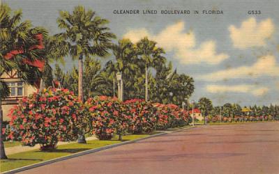 Oleander Lined Boulevard in FL, USA Misc, Florida Postcard