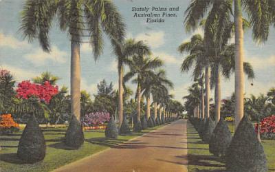 Stately Palms and Australian Pines Misc, Florida Postcard