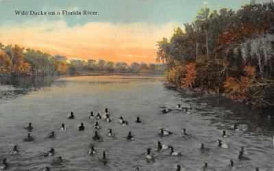 Wild Ducks on a Florida River, USA Postcard