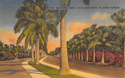 Beautiful Royal Palm Lined Drive in Sunny Florida, USA Postcard