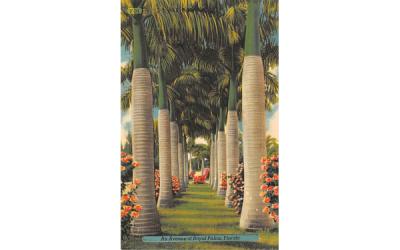 An Avenue of Royal Palms, FL, USA Misc, Florida Postcard