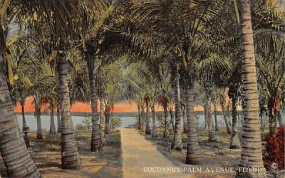 Cocoanut Palm Avenue, FL, USA Misc, Florida Postcard