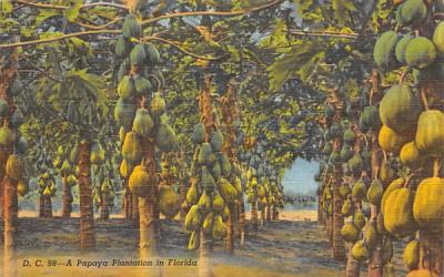 A Papaya Plantation in FL, USA Misc, Florida Postcard