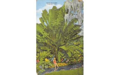 Traveler's Tree Misc, Florida Postcard