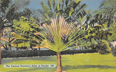 The Curious Traveler's Palml of Florida, USA Postcard