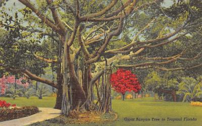 Giant Banyan Tree in Tropical FL, USA Misc, Florida Postcard